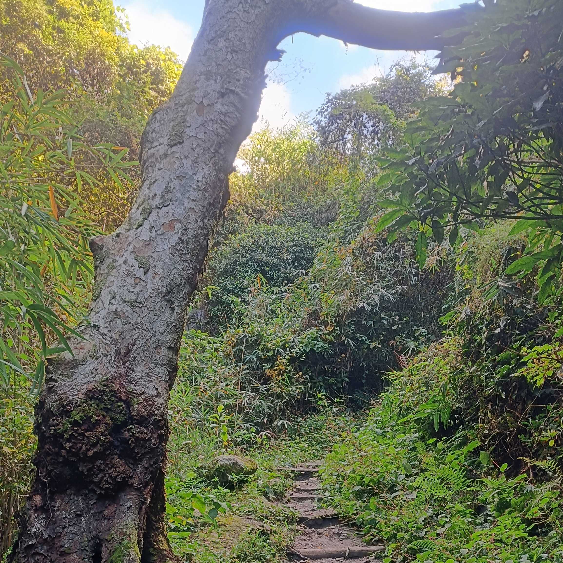 近くの山に登ってみる